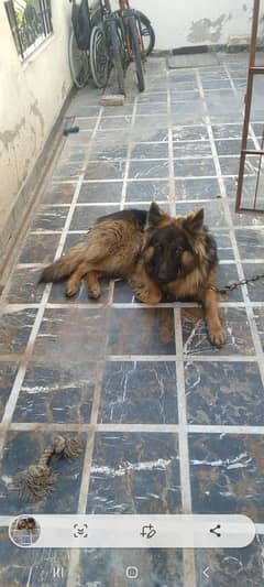 german shepared male