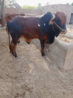 Bull For Sale
