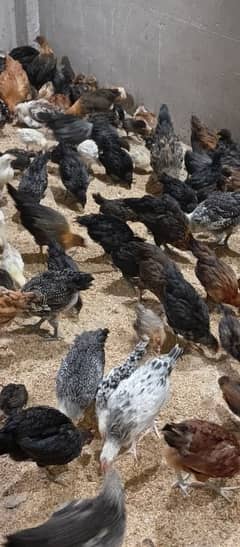 desi murgi|mishri chicks|desi choza|golden pathi