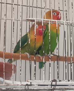 Fisher breeder pair