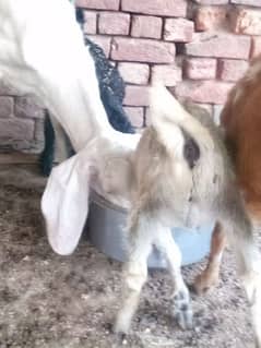 4 Goats 85 QURBANI KI SAB SA BAHRI OFFAR