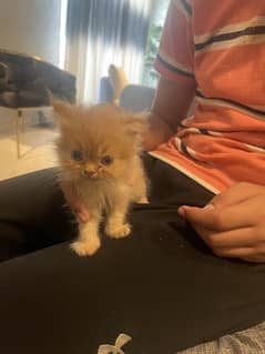 Persian kitten for sale