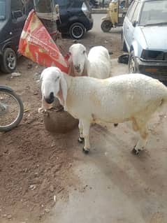 larkana