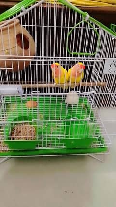 parrots
