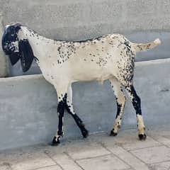Pure Makhi Cheena Breed For Qurbani