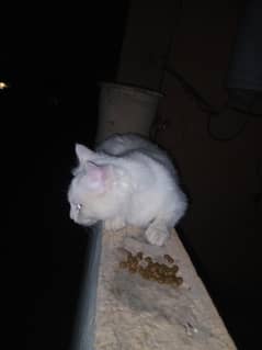 Russian odd eyes  male for sale
