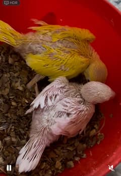Yellow and white parrot