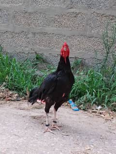 urgent for sale