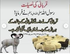 Qasai