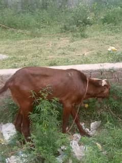 Goats sale