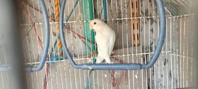 Albino