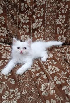 punch treple coated kitten s available