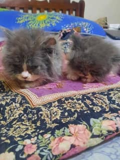 Persian Kittens