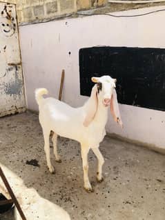 Gulabi