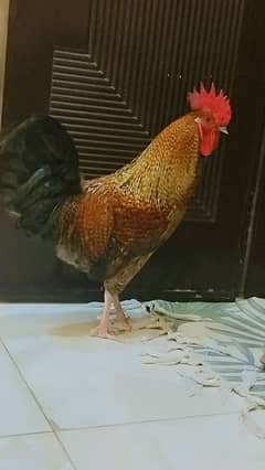 dasi morga 1 0 mahnye Ka h