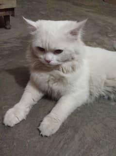 I need Male cat for bread