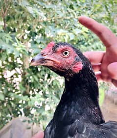 Mushki lasani Aseel for sale
