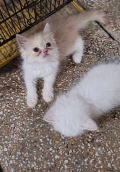 punch face kitten s available