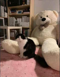 big size giant teddy bear for sale contact 032694 13521