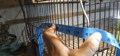 cage for birds with. partition option