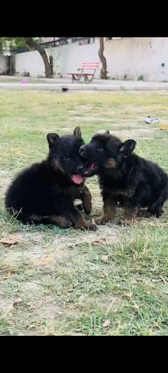 german shefard triple coat babies