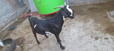 desi goat