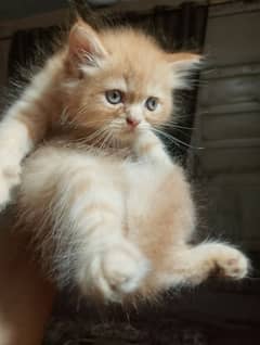 KITTENS