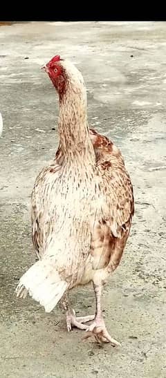 aseel hen