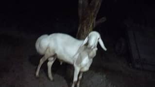 qurbani k liay dumba 4 dant.