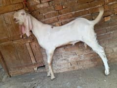 Beetal male 2 dant  for sale