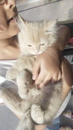 PERCIAN CAT FULLY ACTIVE AND VACCINATED