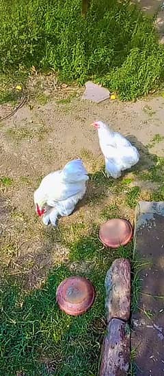 Bantam healthy pair