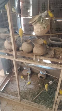 parrots