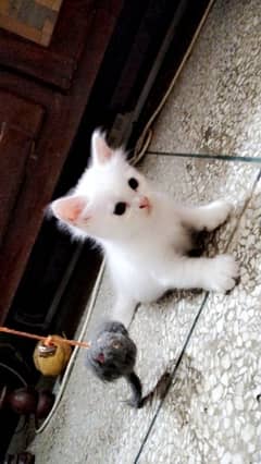 Persian kitten | Triple coat Kitten | Siamese | Blue Eyes | white| Cat