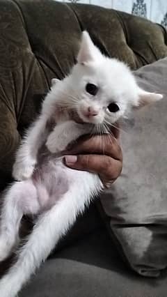 Persian kitten | Triple coat Kitten | Siamese | Blue Eyes | white| Cat