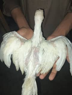 Paper White Aseel Herra Chick For Sale
