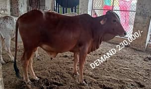 Qurbani