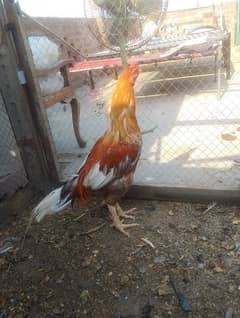 Aseel