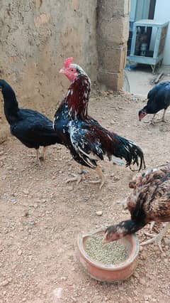 amroha