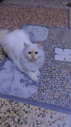 white Persian cat