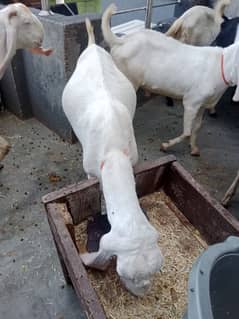 goats male for sale