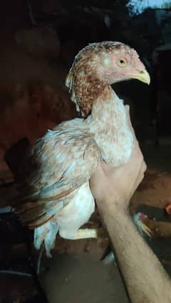 Breeder