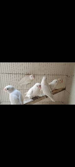 love birds