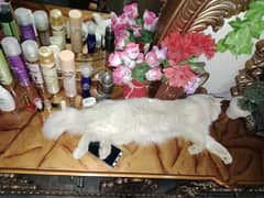 well trained friendly breeder female persian cat hy vaccination hoi hy