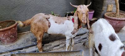 Goats