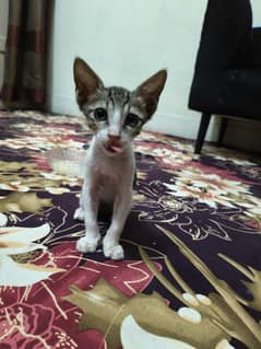 these cuties are up for adoption for a loving family