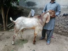 Goat for sale