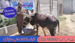 cows for sale demand all demands are mentioned and it is negotiable