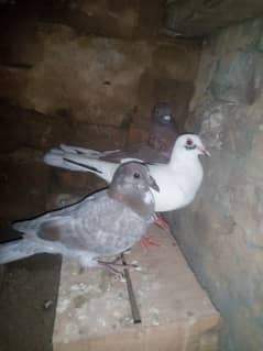 100% best  pair in breeding