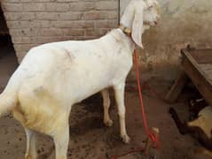 Rajanpuri